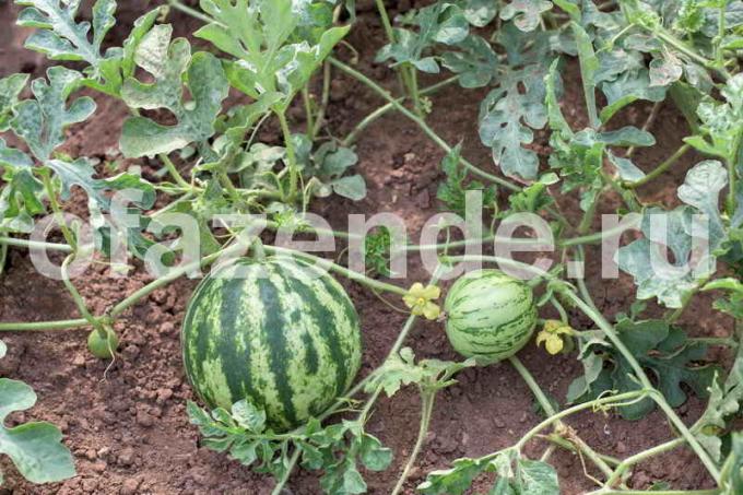 Fem hemmeligheder til at hjælpe vokse meloner