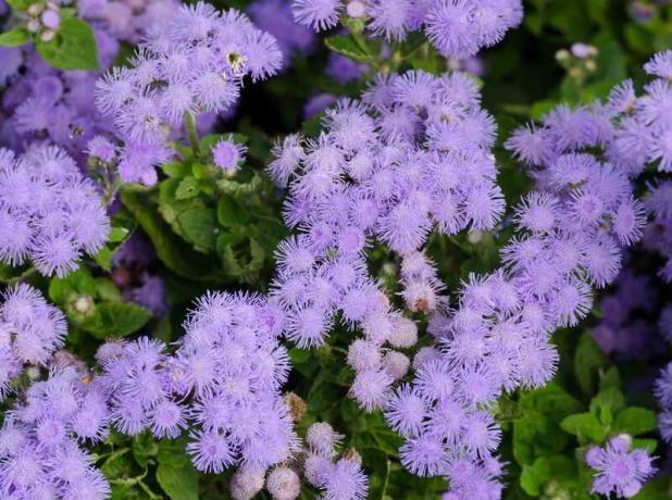 Fem af de bedste blomster til haven med en behagelig aroma